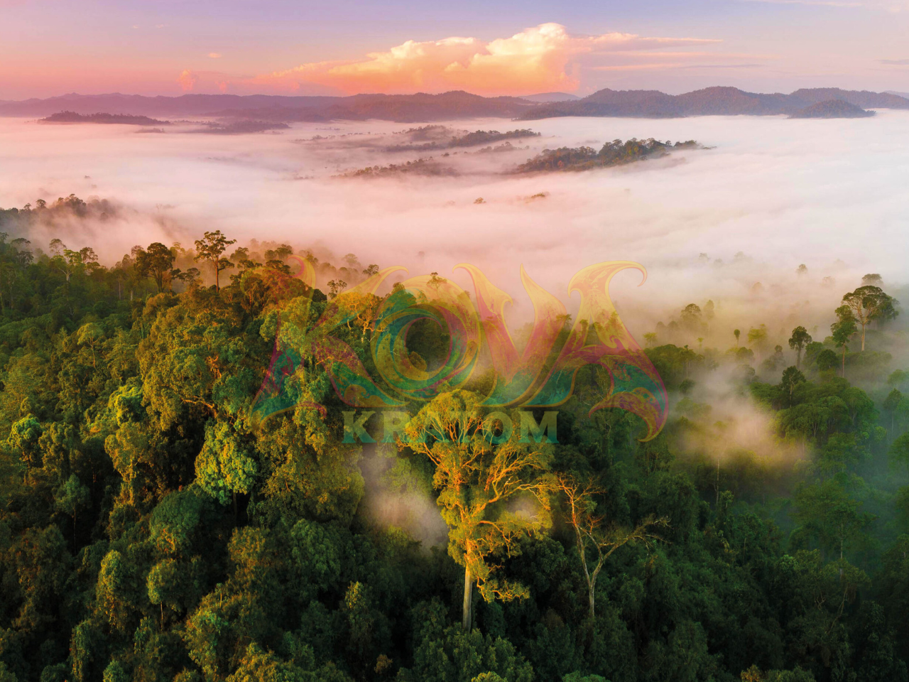 Kova Kratom: Rooted in Origin, Built for the World